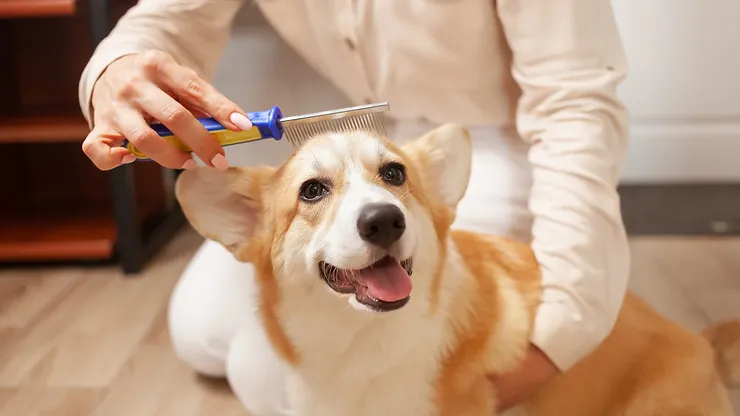 Guarding Your Furry Friends: The Vital Importance of Flea and Tick Prevention for Pets