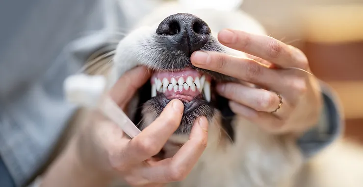 Smile Bright: February Pet Dental Health Month Special at Ivy Pets