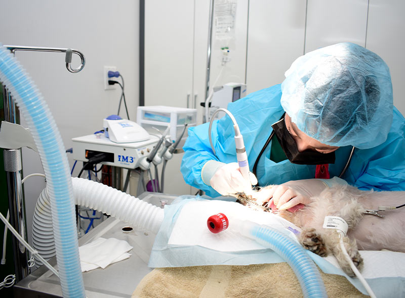 pet-dental-care