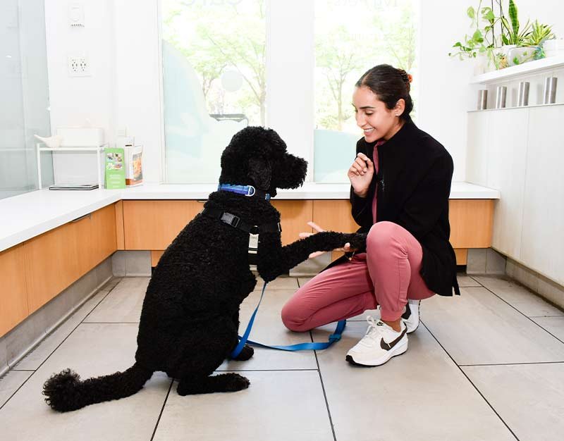 Ivy Pets veterinarian in Brooklyn NY