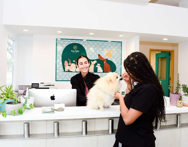 Ivy Pets veterinarian in Brooklyn NY