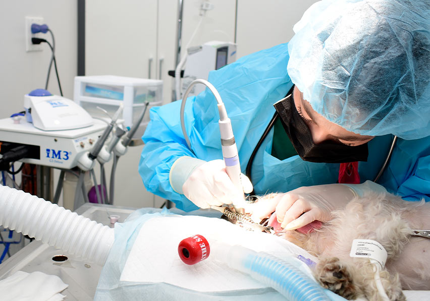 Professional Dentals