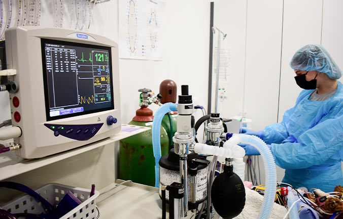 veterinary-surgery-3