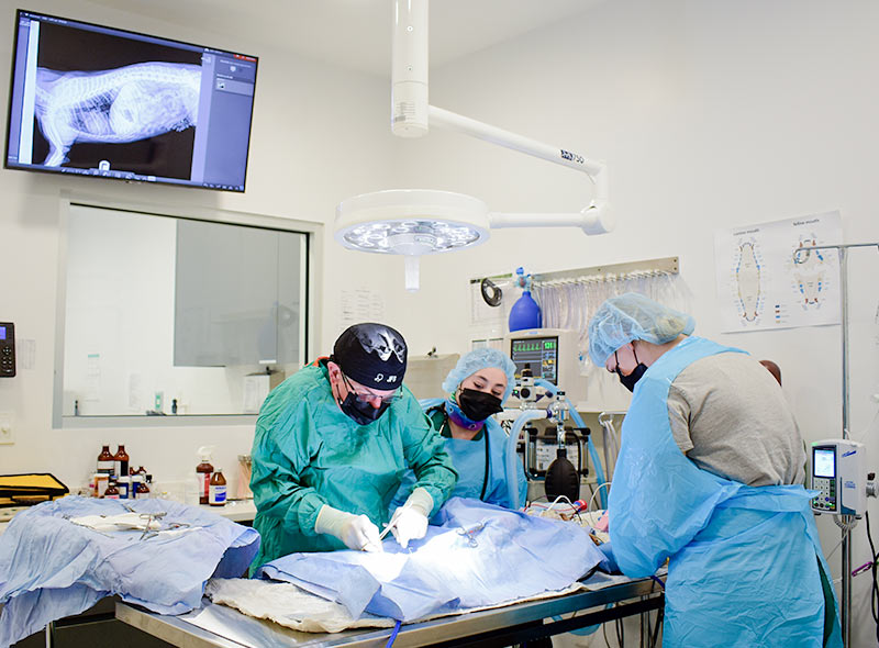 veterinary-surgery