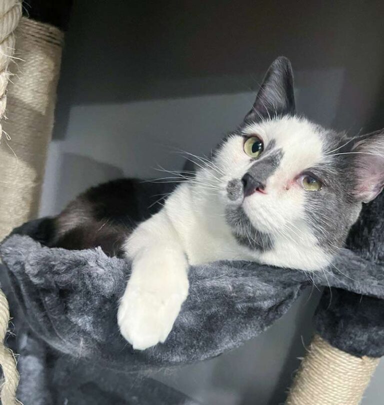 cat-boarding-brooklyn-ny1