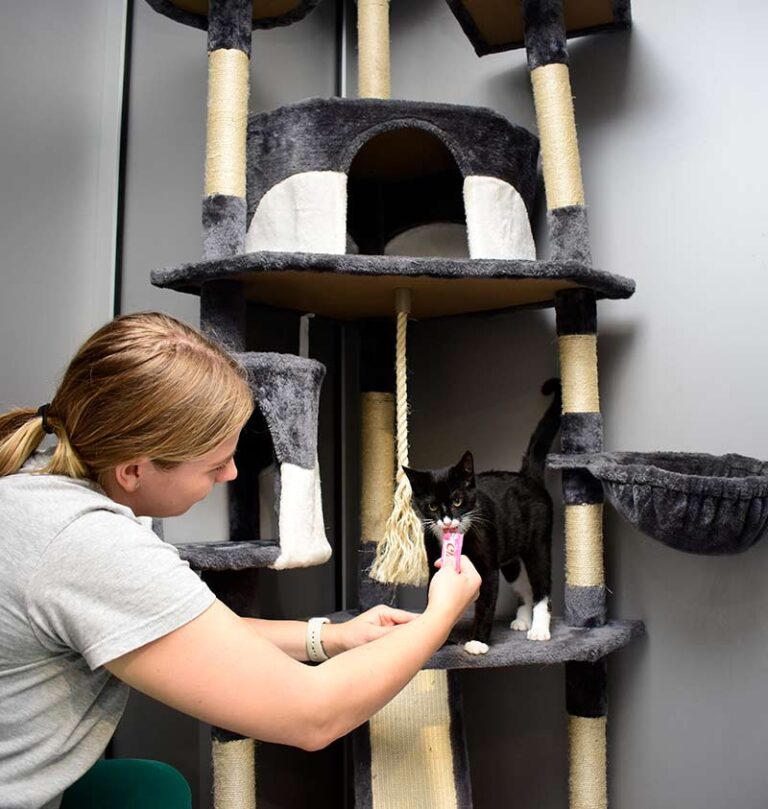 cat-boarding-brooklyn-ny3