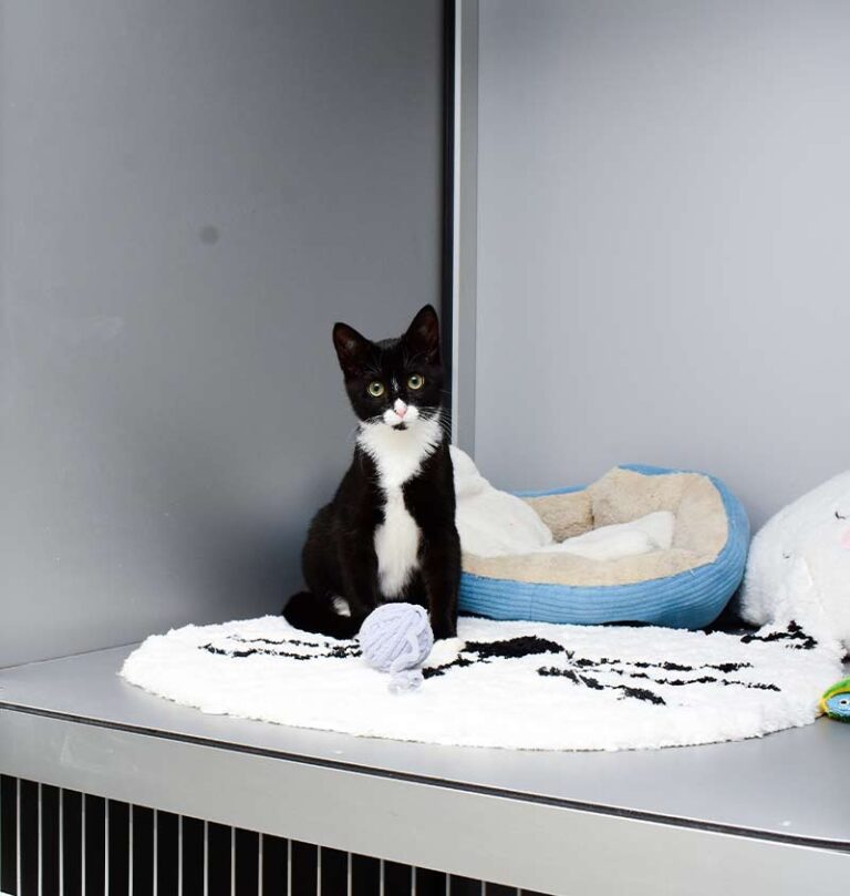 cat-boarding-brooklyn-ny4