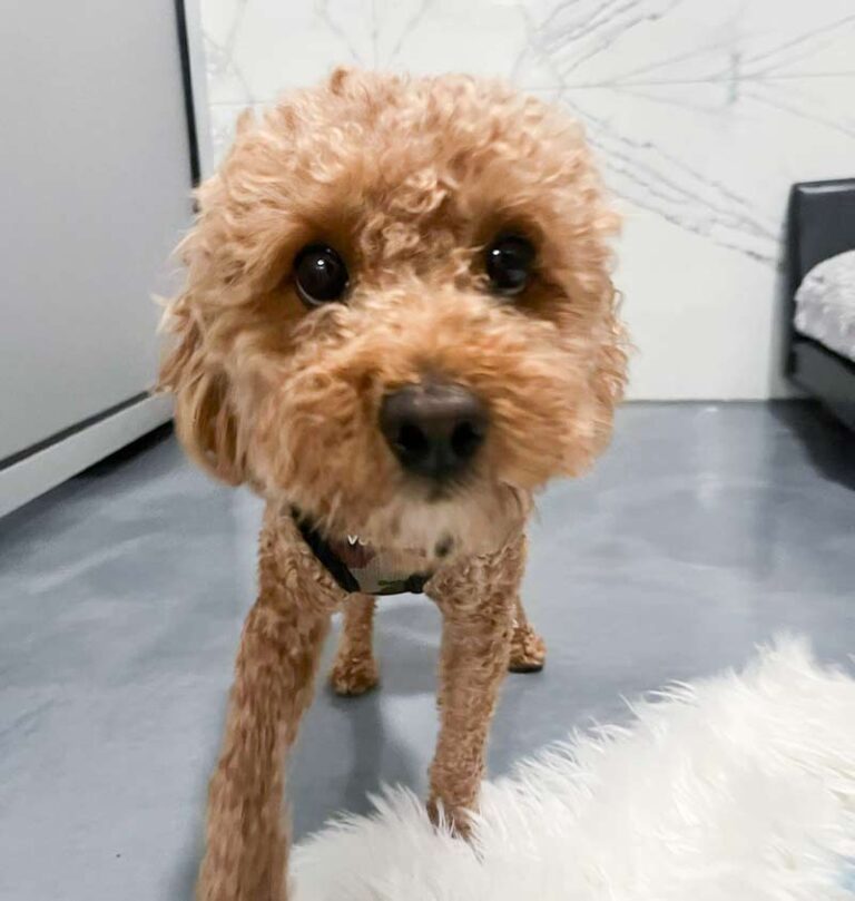 dog-boarding-brooklyn-ny1