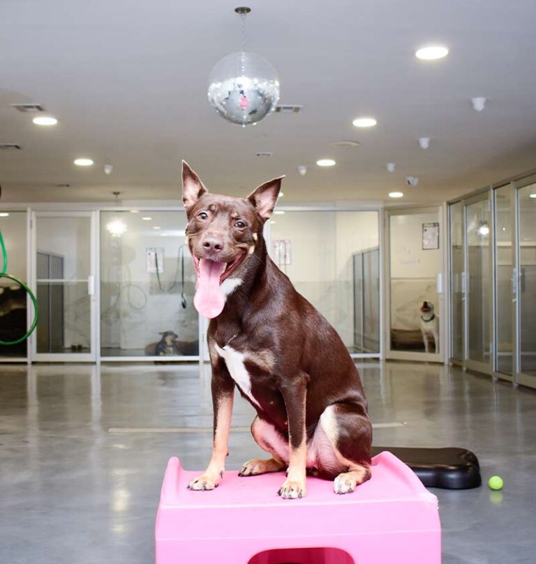 dog-boarding-brooklyn-ny5