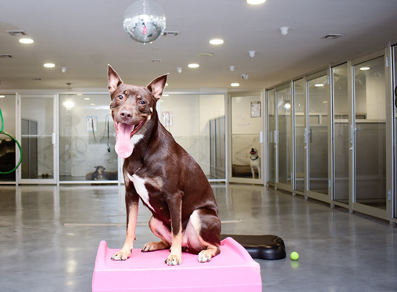 doggie-daycare