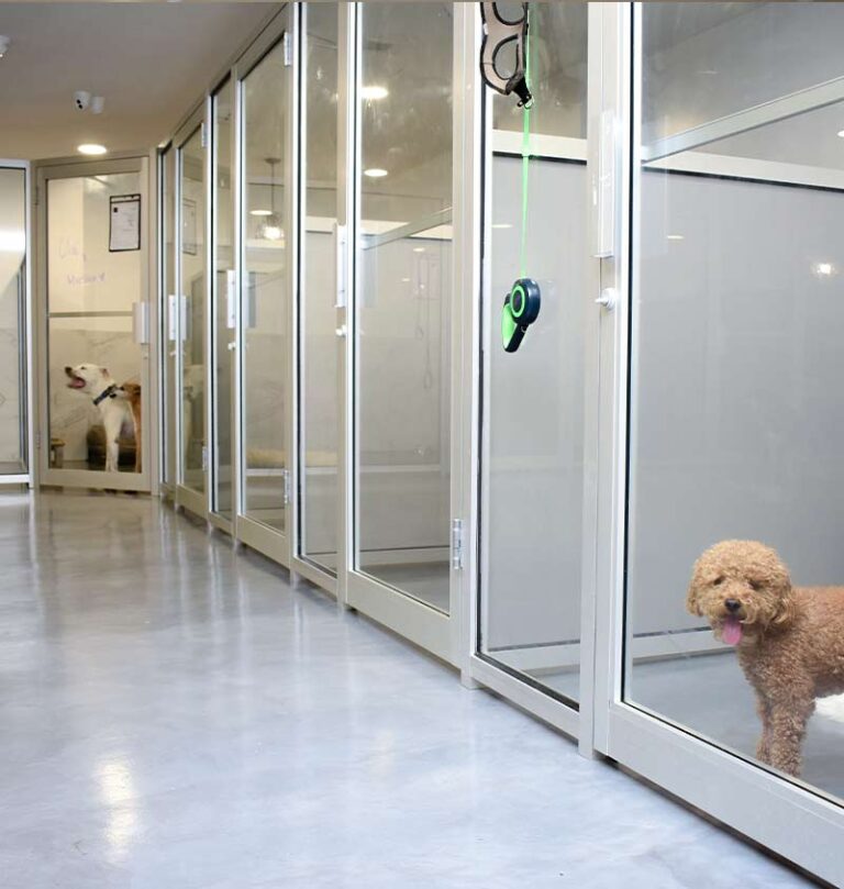 pet-boarding-brooklyn-ny2