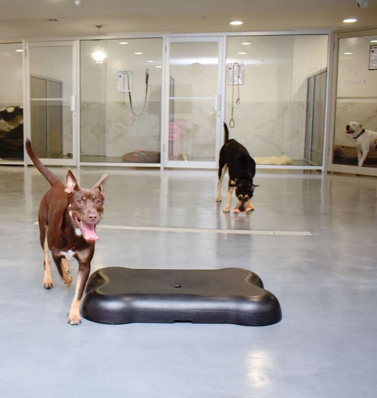 pet-boarding-brooklyn-ny3