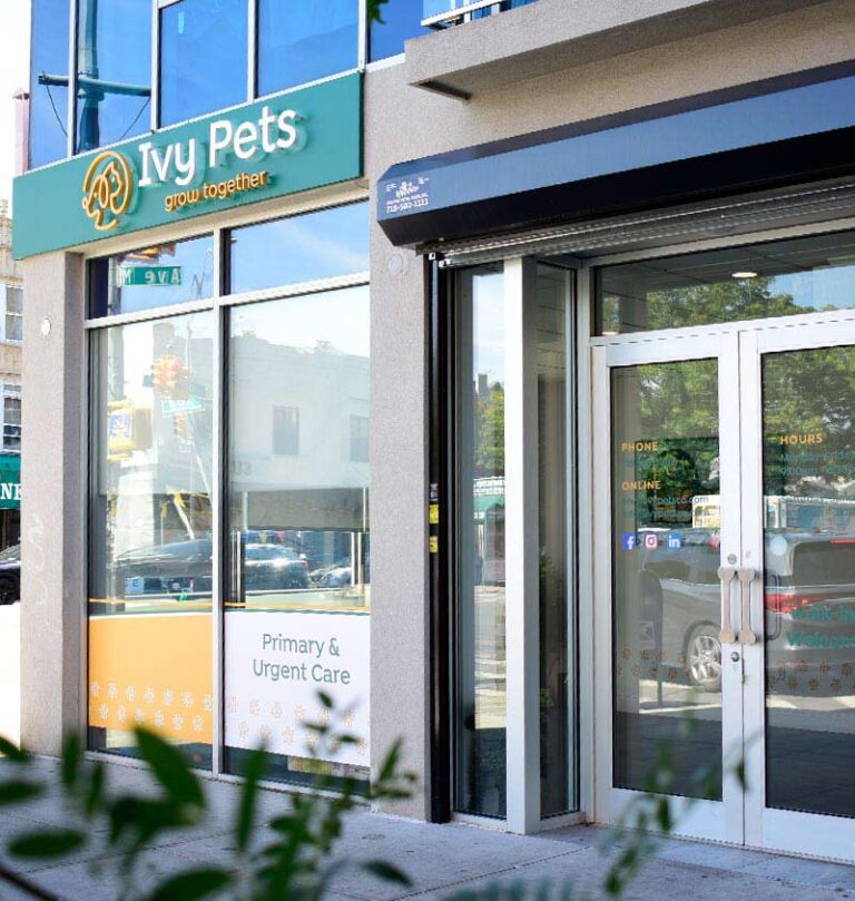 pet-boarding-brooklyn-ny4