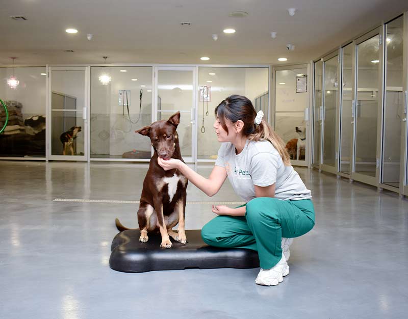 pet-boarding-brooklyn-ny9