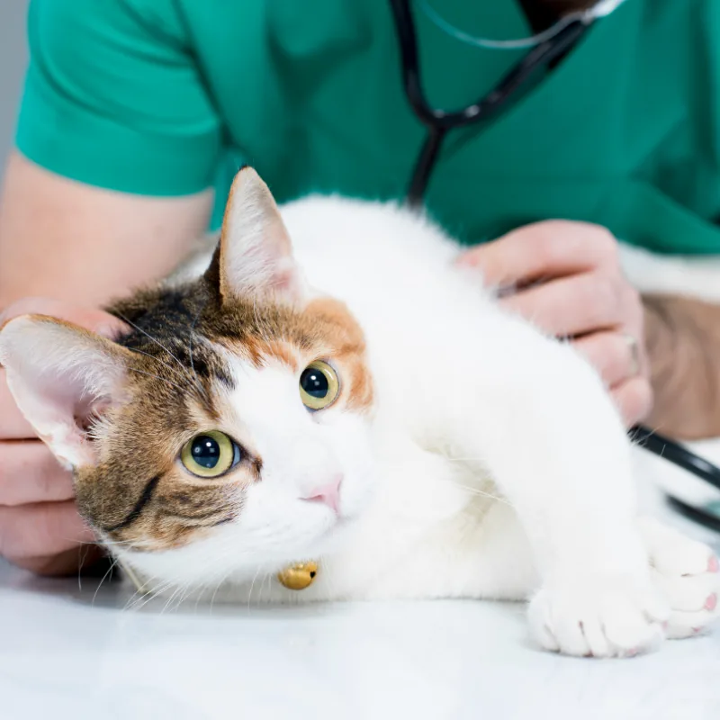 Sick Pet Visits