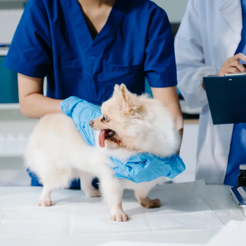 Pet Dental Care