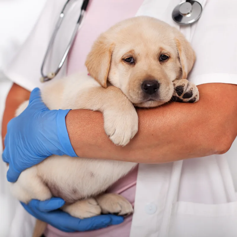 Wellness Exams