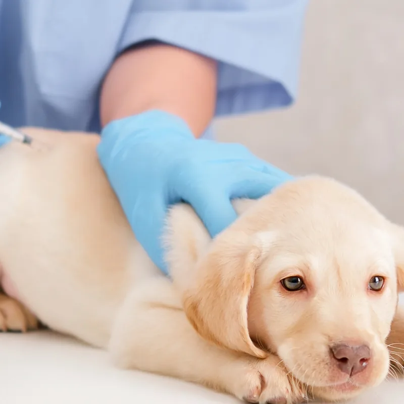 Urgent Vet Care